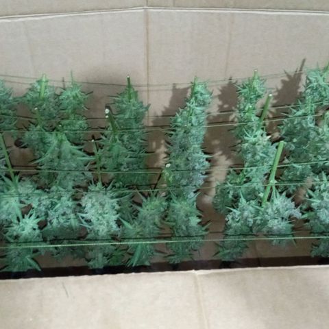 BlackberryKush growlog timeline photo