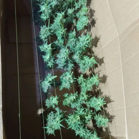 BlackberryKush growlog timeline photo