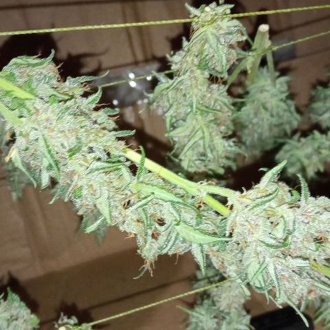 BlackberryKush growlog timeline photo