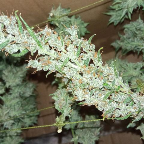 BlackberryKush growlog timeline photo