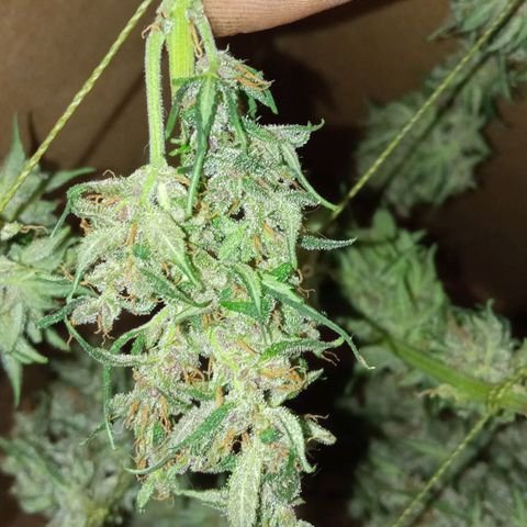 BlackberryKush growlog timeline photo