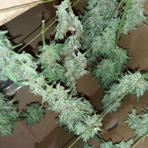 BlackberryKush growlog timeline photo