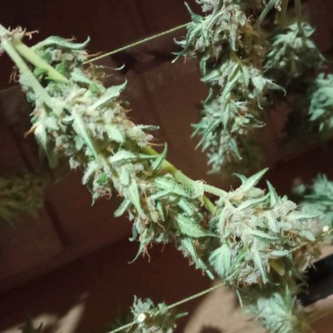BlackberryKush growlog timeline photo