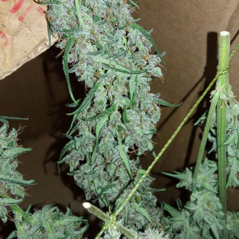 BlackberryKush growlog timeline photo