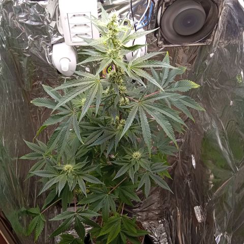 Zombie Kush growlog timeline photo