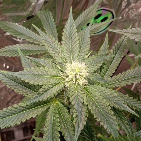Zombie Kush growlog timeline photo
