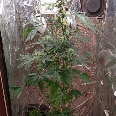 Zombie Kush growlog timeline photo