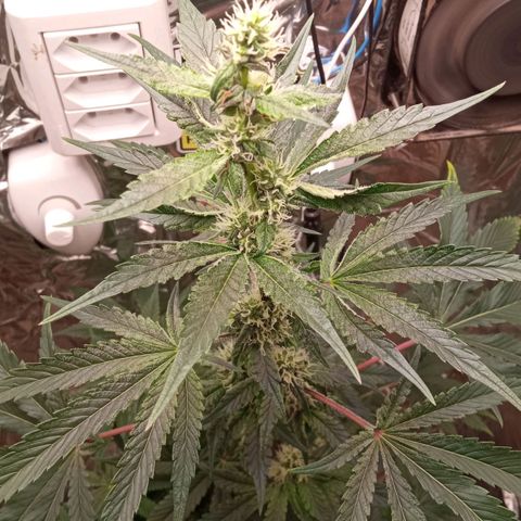 Zombie Kush growlog timeline photo