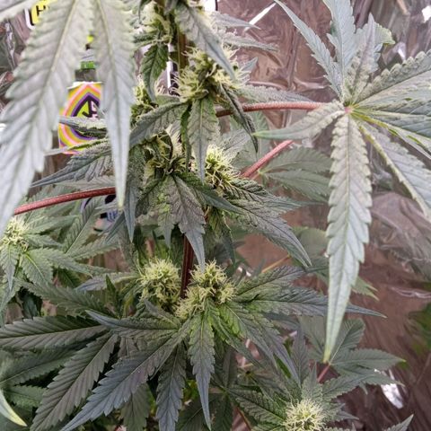 Zombie Kush growlog timeline photo
