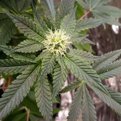 Zombie Kush growlog timeline photo