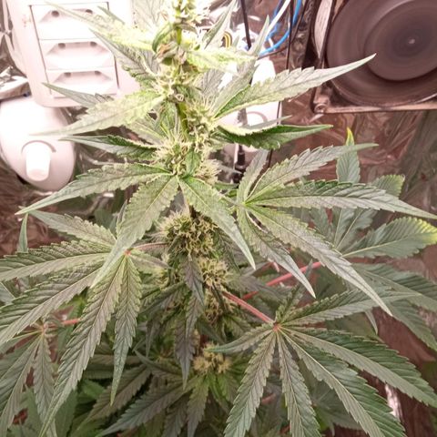 Zombie Kush growlog timeline photo