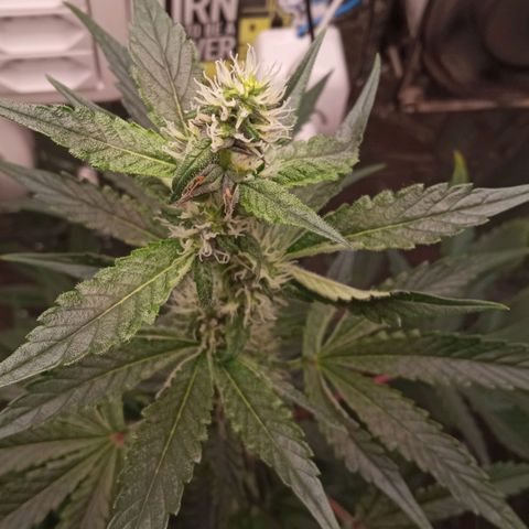 Zombie Kush growlog timeline photo