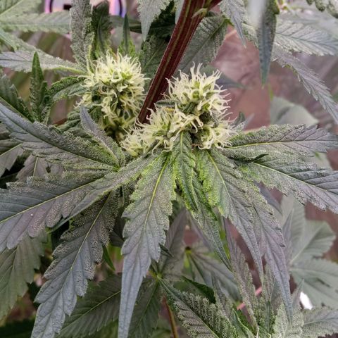 Zombie Kush growlog timeline photo