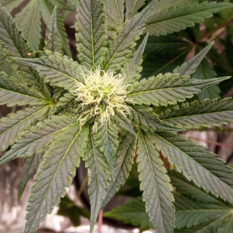 Zombie Kush growlog timeline photo