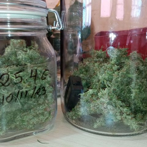 BlackberryKush growlog photo: 50gramas seca