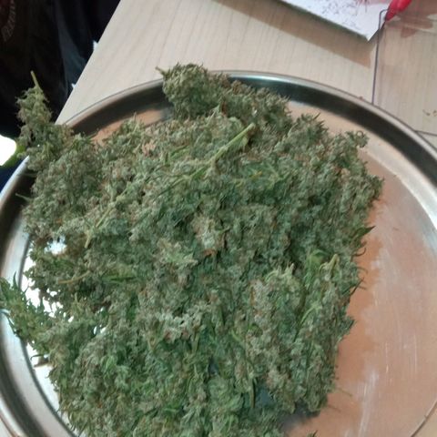 BlackberryKush growlog photo: 50gramas seca