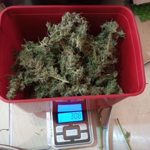BlackberryKush growlog photo: 50gramas seca