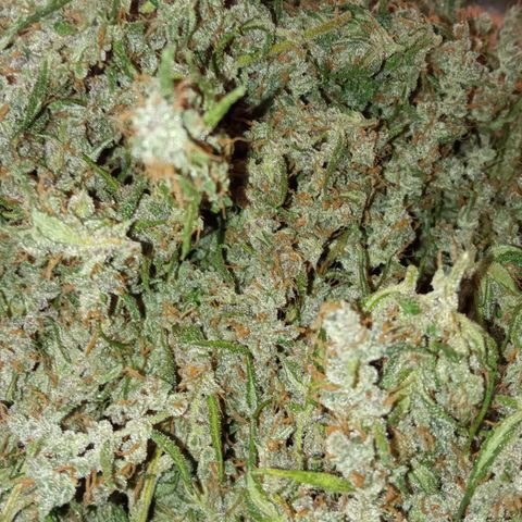 BlackberryKush growlog photo: 50gramas seca