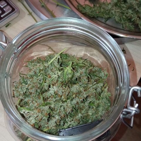 BlackberryKush growlog photo: 50gramas seca