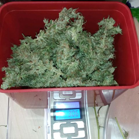 BlackberryKush growlog photo: 50gramas seca