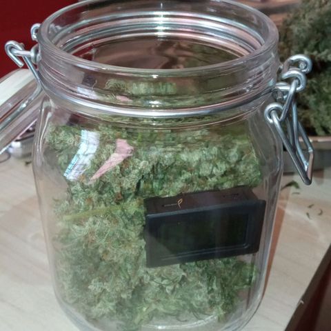 BlackberryKush growlog photo: 50gramas seca