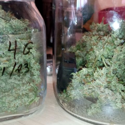 BlackberryKush growlog photo: 50gramas seca