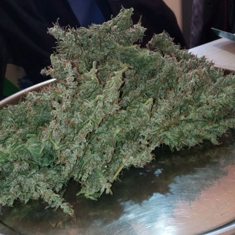 BlackberryKush growlog photo: 50gramas seca