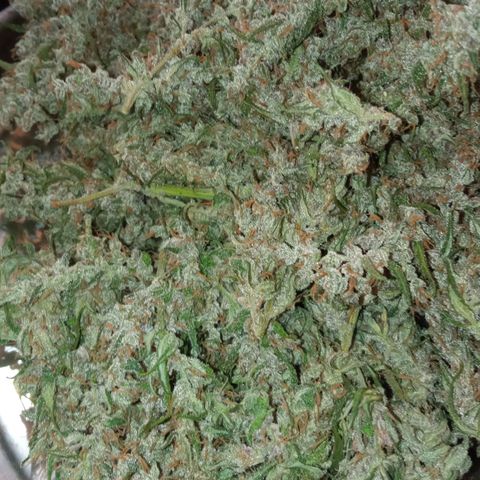 BlackberryKush growlog photo: 50gramas seca