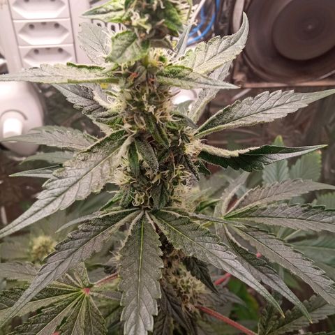 Zombie Kush growlog timeline photo