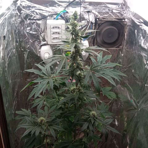 Zombie Kush growlog timeline photo