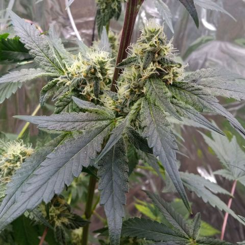 Zombie Kush growlog timeline photo