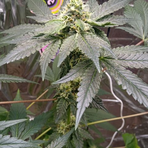 Zombie Kush growlog timeline photo