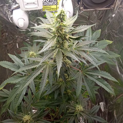 Zombie Kush growlog timeline photo