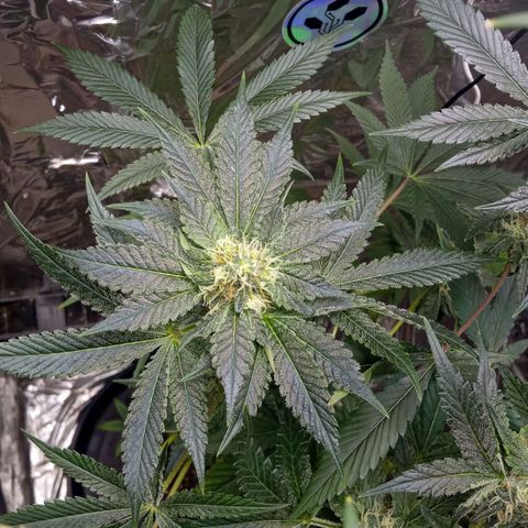 Zombie Kush growlog timeline photo