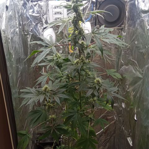 Zombie Kush growlog timeline photo