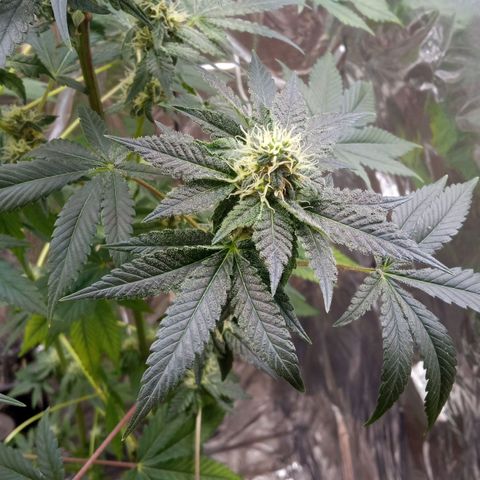 Zombie Kush growlog timeline photo