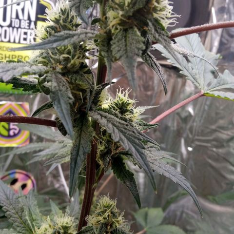 Zombie Kush growlog timeline photo
