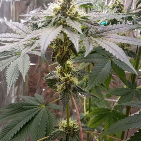 Zombie Kush growlog timeline photo