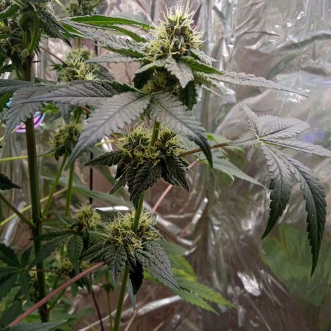 Zombie Kush growlog timeline photo