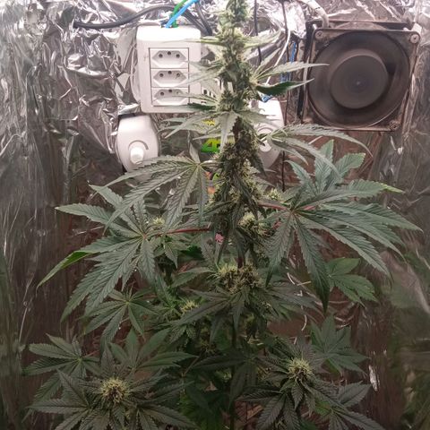 Zombie Kush growlog timeline photo