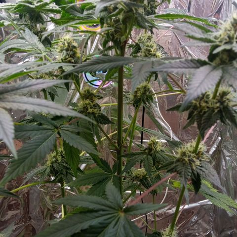 Zombie Kush growlog timeline photo