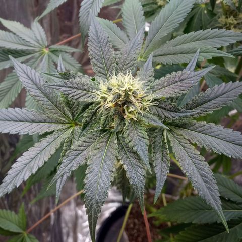 Zombie Kush growlog timeline photo