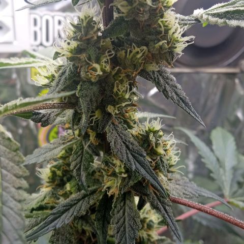 Zombie Kush growlog timeline photo