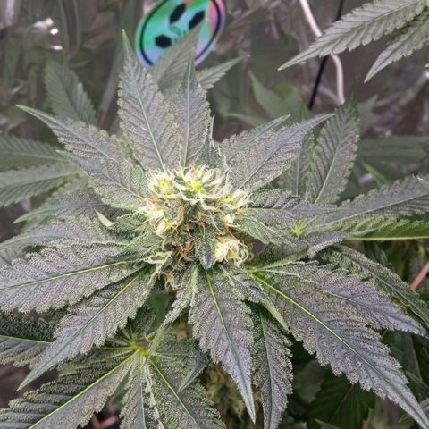 Zombie Kush growlog timeline photo