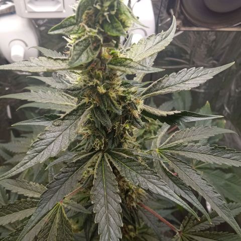 Zombie Kush growlog timeline photo
