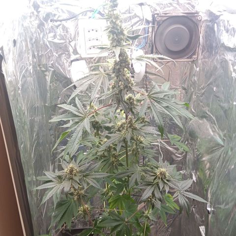 Zombie Kush growlog timeline photo