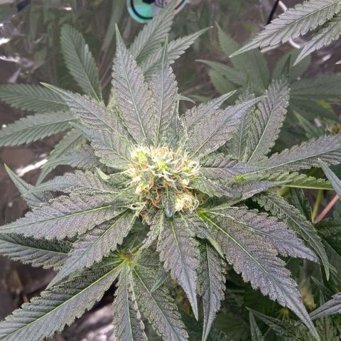 Zombie Kush growlog timeline photo