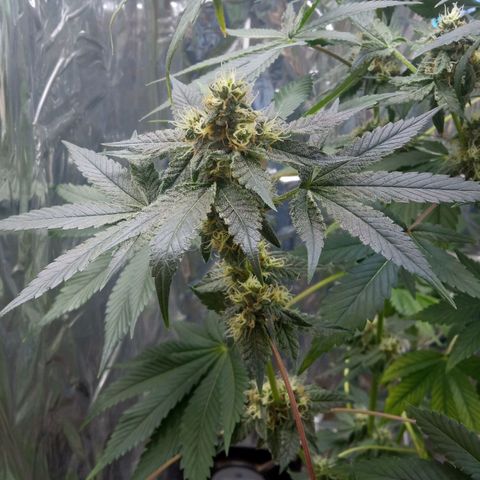Zombie Kush growlog timeline photo
