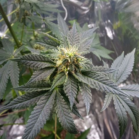 Zombie Kush growlog timeline photo