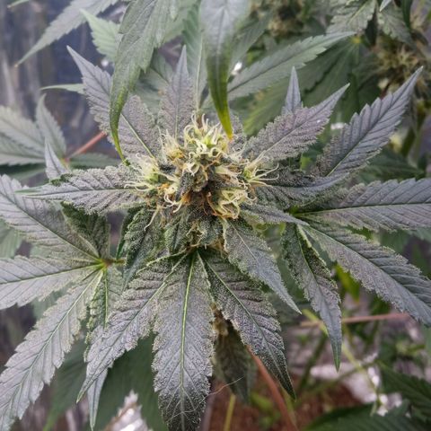 Zombie Kush growlog timeline photo